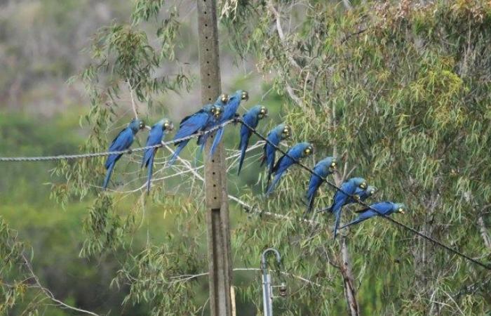To stop the death of Lear’s macaws from electric shocks