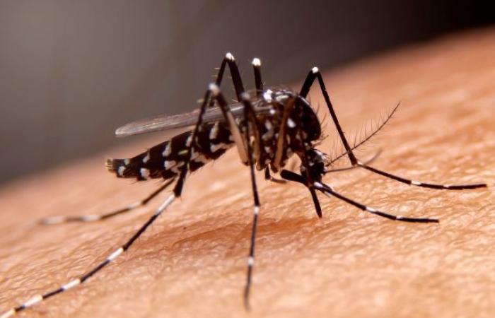 Brazil accounts for 83% of dengue cases in the Americas, says Opas