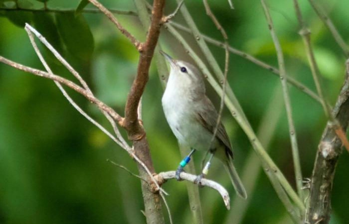 Tejus, rats and cats are the biggest threats to birds in Fernando de Noronha, says researcher | Living Noronha