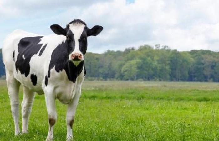 Human becomes infected with bird flu from dairy cattle in US