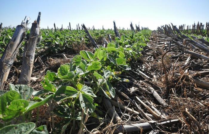 Soybean prices may fluctuate more with the effects of the weather on the new US harvest | Agriculture