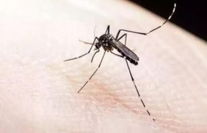 Ministry includes MS in survey on increase in dengue cases – Cities