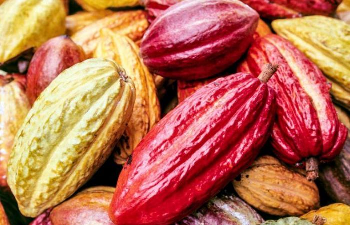 Cocoa prices in London reach record high