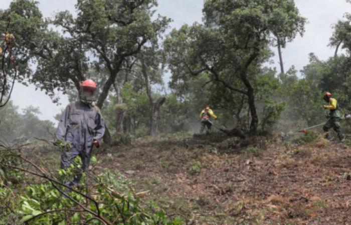Braga and Aveiro among the districts with the least land cleaning