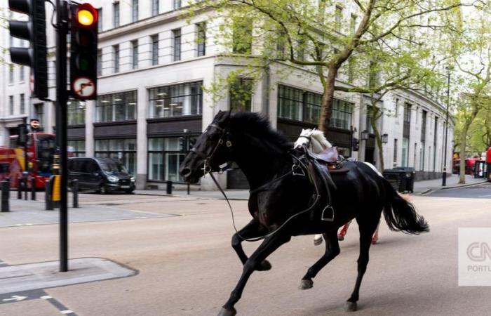 Sealed and covered in blood. Horses break free during exercise and run through the streets of London