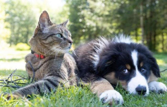 Control of bacterial infections restores well-being and health to dogs and cats