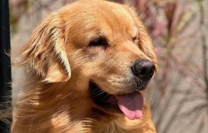 Gol suspends sale of pet transport service after dog death
