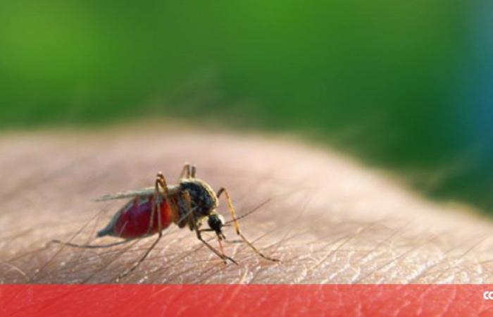 Mozambique with fewer cases of malaria until March but more deaths – Africa