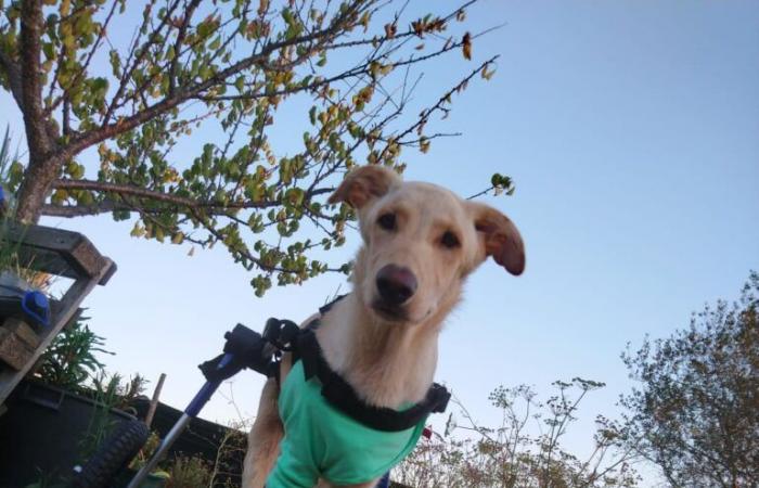 “If we weren’t persistent, I would already be dead” – The strength to live of a dog with a spinal tumor