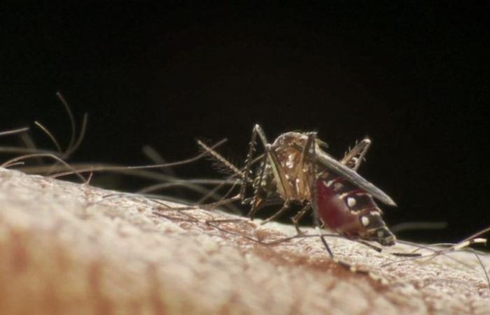 Dengue: Campinas reaches epidemic peak and approaches historic milestone; understand | Campinas and Region