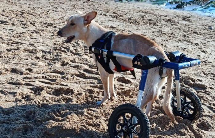 “If we weren’t persistent, I would already be dead” – The strength to live of a dog with a spinal tumor