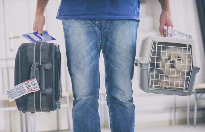 Dog death on flight: companies report challenges in helping owners board animals | Business ideas