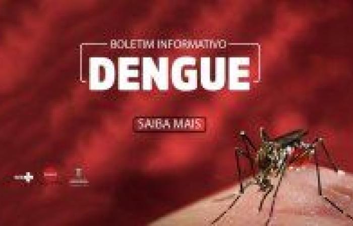 Epidemiological Bulletin records 2,440 positive cases of dengue; find out how to prevent