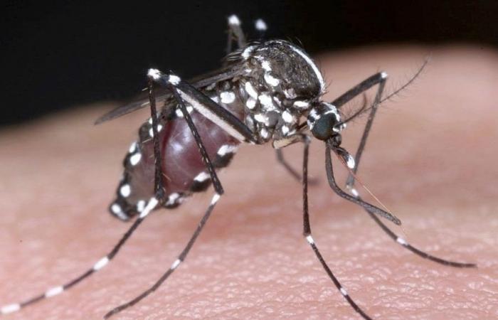 France warns of increase in dengue cases before the Olympic Games