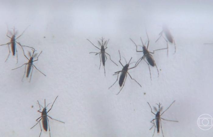 Votorantim confirms third death from dengue in 2024 | Dengue