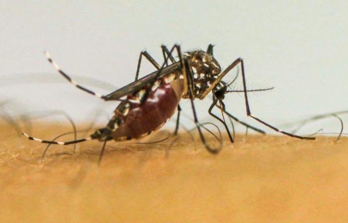 Brazil has almost 4 million probable cases of dengue