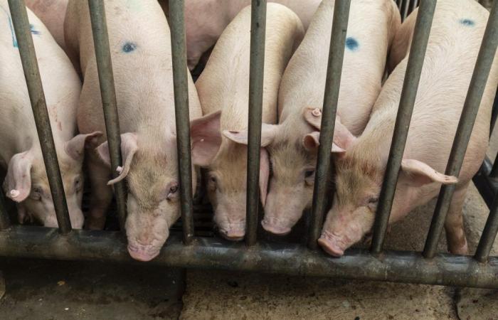 Pig farmers in China see price recovery with reduction…