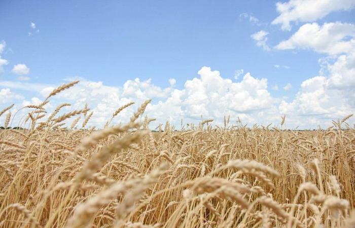 Lack of rain in the US keeps wheat prices high on the Chicago Stock Exchange | Quotes