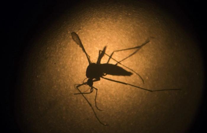 Capivari confirms death of 10-year-old child from dengue fever; region reaches 13 deaths from the disease | Piracicaba and Region