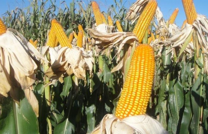 Corn prices rise in Brazil driven by international trends