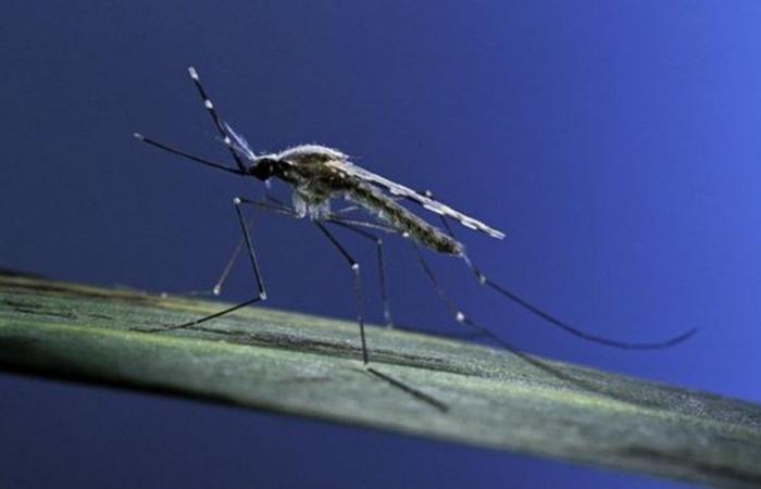 Acre confirmed more than a thousand cases of malaria in the first three months of the year, according to a survey | Acre