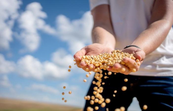 Soybean price finds no room for reaction and remains low | Quotes