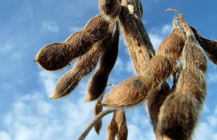 Soybeans register high prices