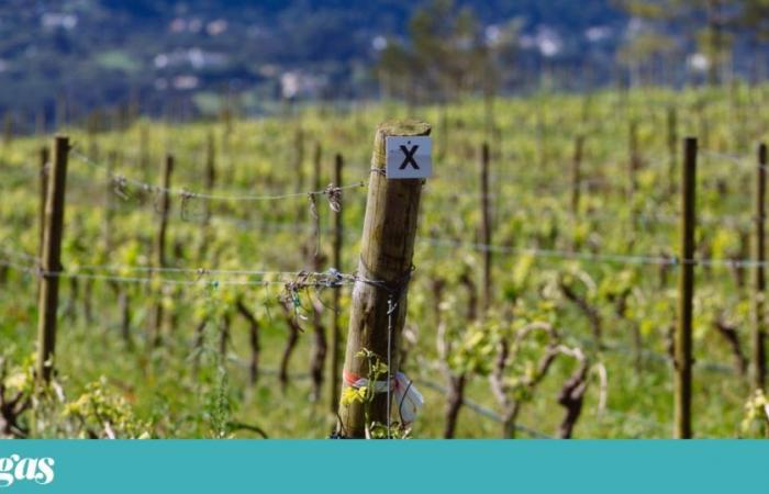 WineXP, “a kind of wine tourism Booking” for Portugal | People