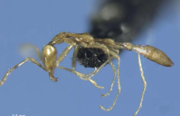 New “ghostly” ant discovered is named after Voldemort
