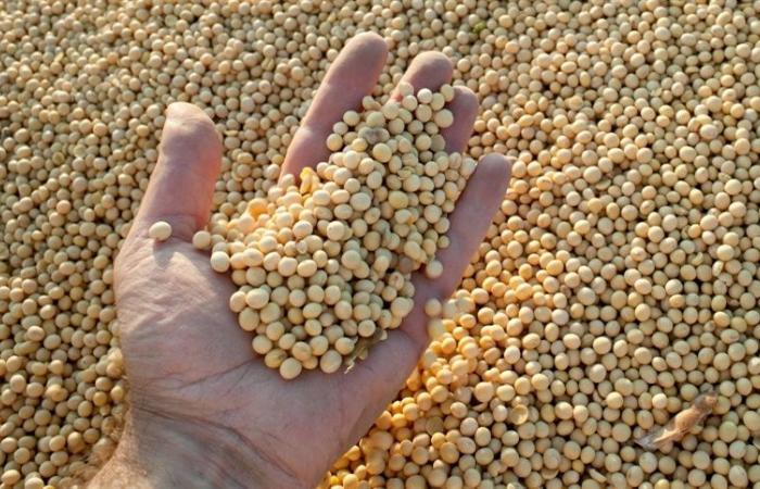 How did soybean prices behave?