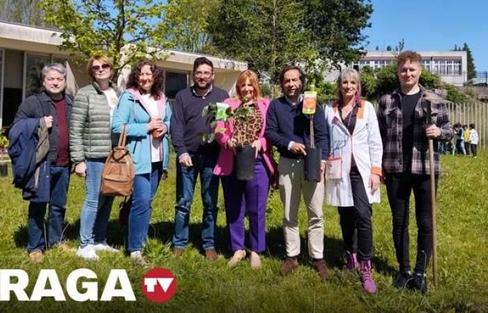 Braga planted more than 600 fruit trees in one week