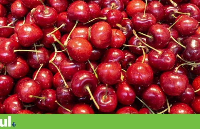 Forecasts point to 40% drop in cherry production in Terra Quente Transmontana | Agriculture
