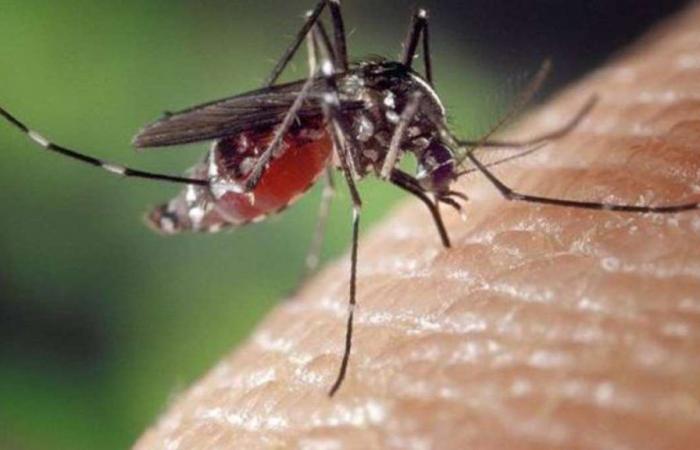 State of SP records first death from yellow fever this year