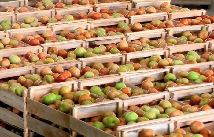 IPCA-15: prices rise 0.21% in April, still driven by food | Economy