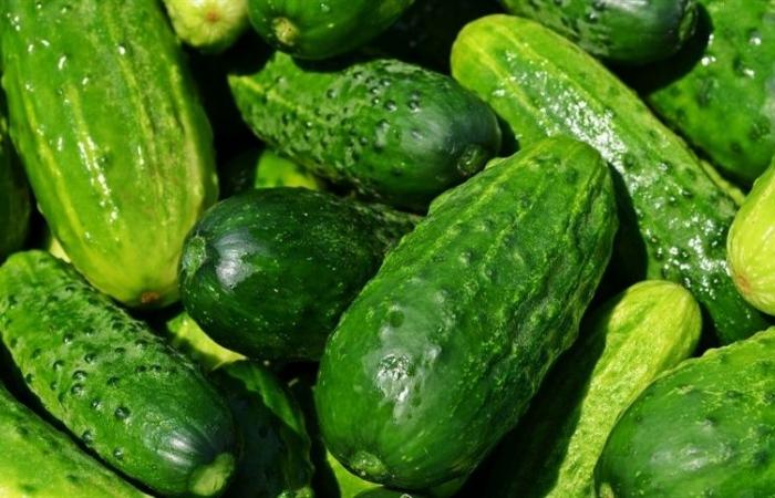 Cucumber prices diverge in Rio Grande do Sul