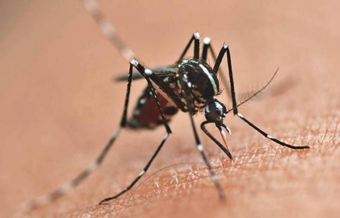 Manduri confirms first dengue death in 2024 | Itapetininga and Region