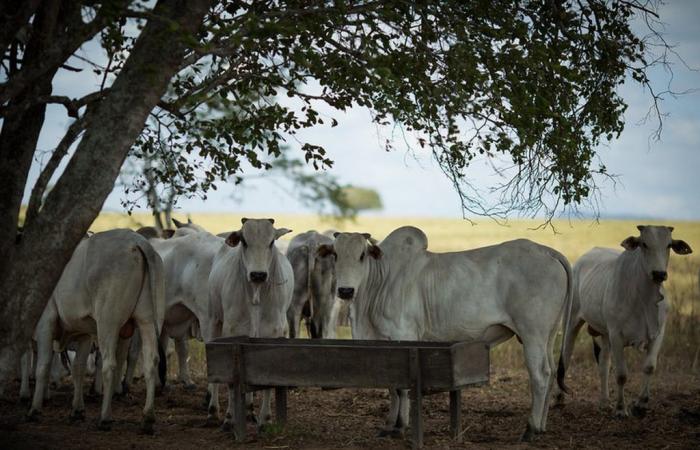 Live cattle price loses strength with higher supply | Ox