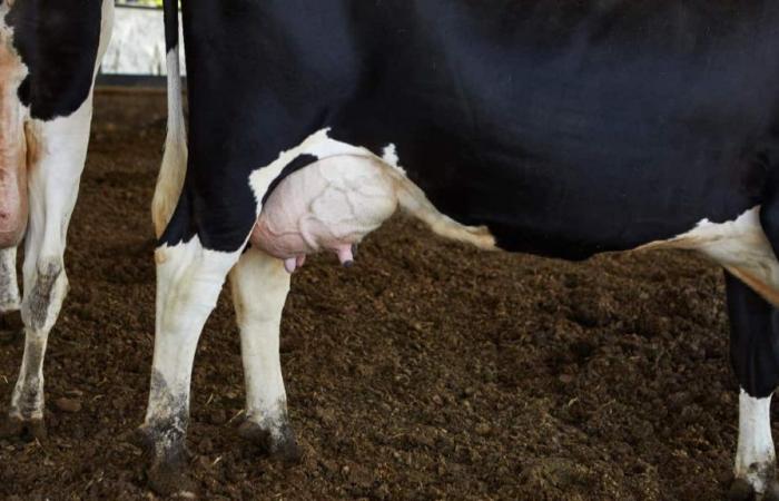 how to prevent disease and maintain livestock health