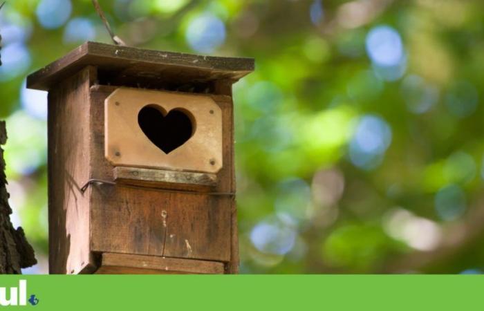 Careful! Your Backyard Birdhouse Could Be a Death Trap | Nature conservation