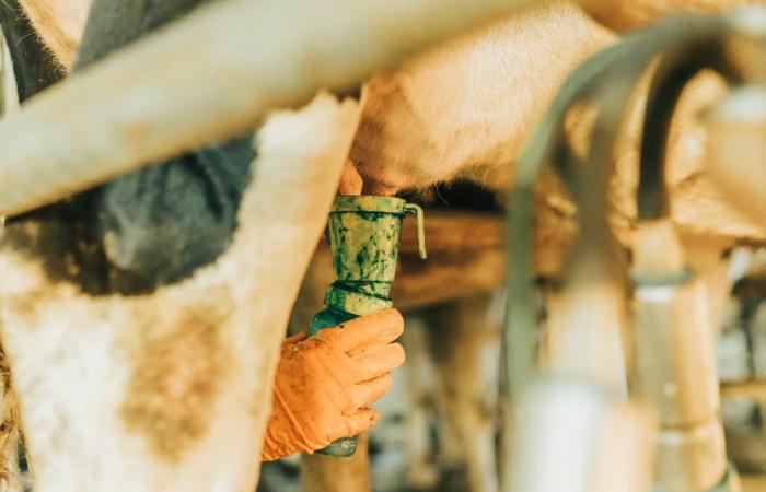 how to prevent disease and maintain livestock health