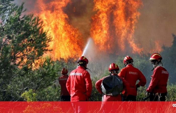 Association of forestry companies says that annual cleaning strategy to prevent fires should be rethought – Society