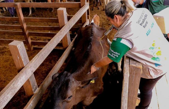 Vaccination against foot-and-mouth disease ends this month and will not be extended in the AM, warns Adaf | Amazon