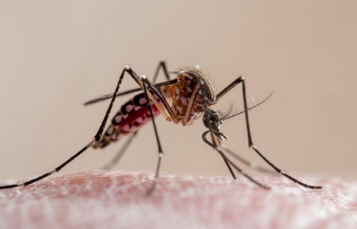 Brazil surpasses number of chikungunya cases in 2023