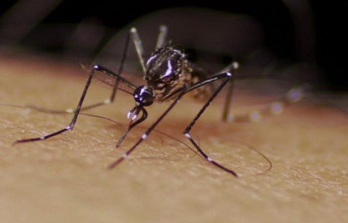 Artur Nogueira confirms death from dengue of 11-year-old child; region reaches 30 deaths | Campinas and Region