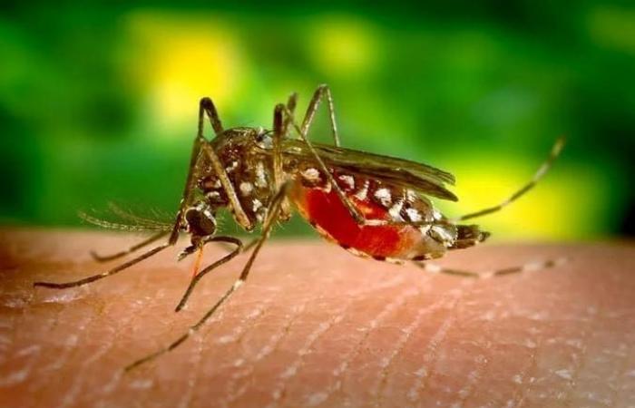 Experts dispute the effectiveness of modified mosquitoes in combating dengue