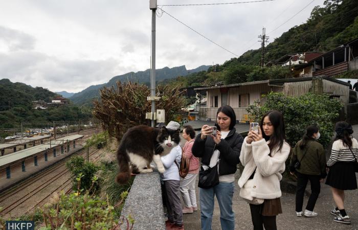 Felines bring tourism boost to Taiwan village