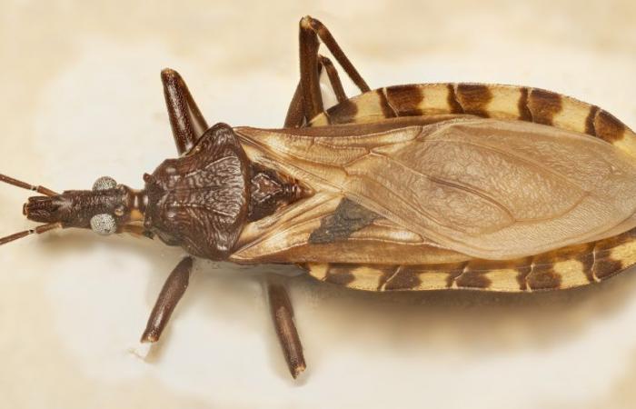 Scientists want to use CRISPR to prevent the spread of Chagas disease