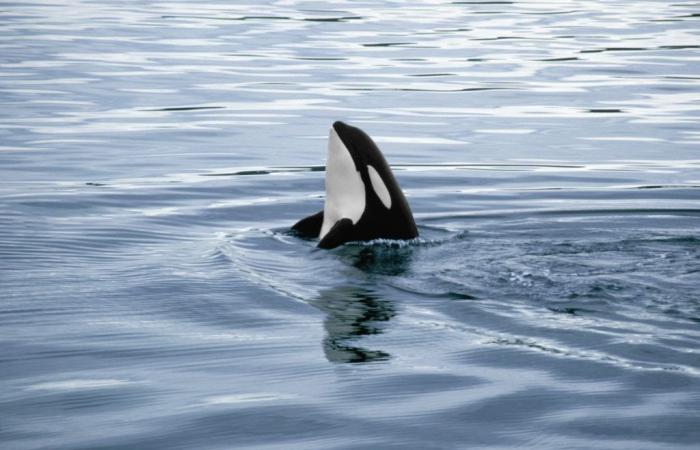 Baby orca that was trapped in lake after its mother’s death finds its way to the sea, in Canada | Biodiversity