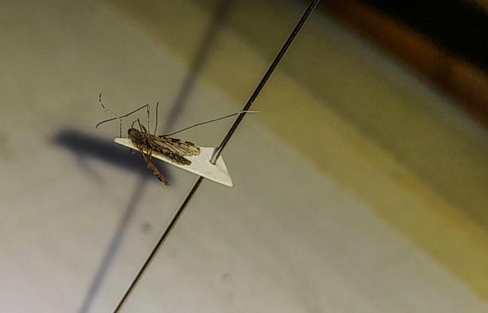 State health carries out permanent monitoring to combat malaria