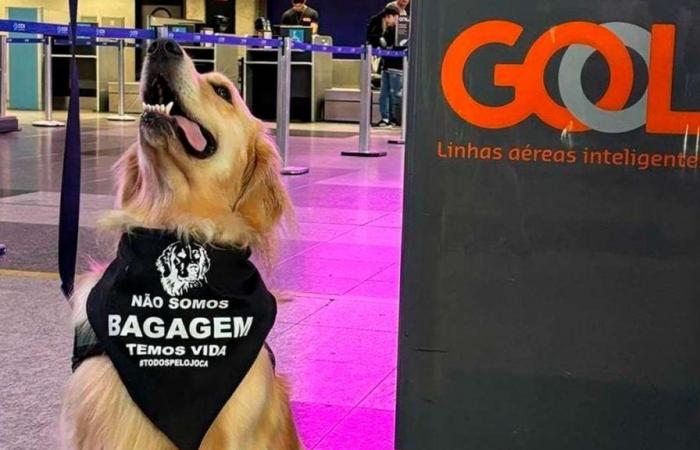 After Joca’s death, dog owners protest at Afonso Pena Airport asking for changes in animal transport